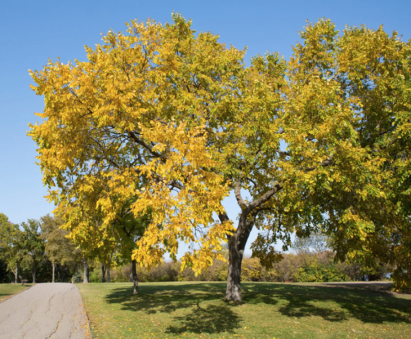 American Elm