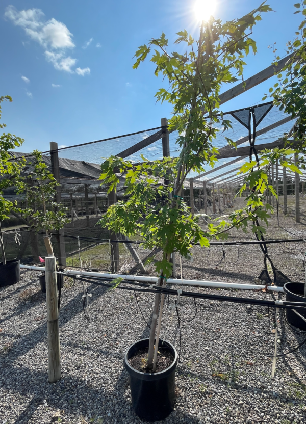 Silver Cloud Maple