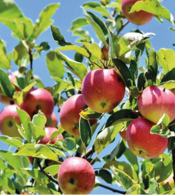 Battleford Apple