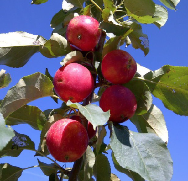 Rescue Apple-Crab