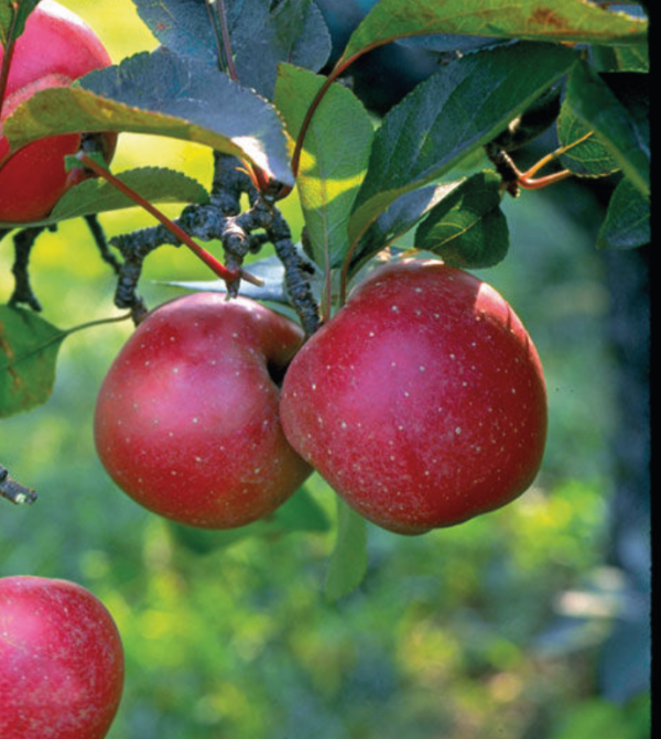 Harcourt Apple Tree