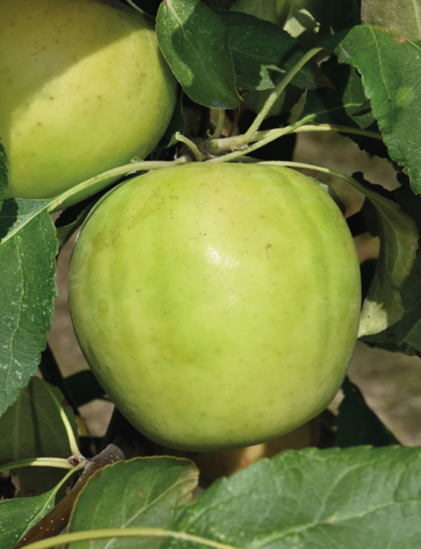 Norkent Apple