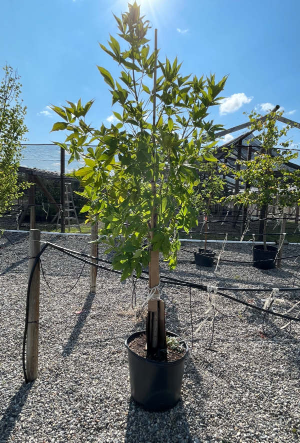 Ohio Buckeye