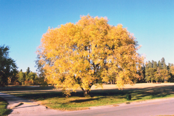 Boxelder Acer negundo