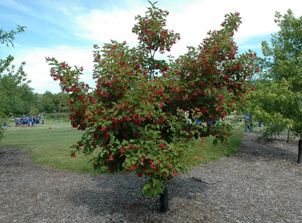 Tatarian Maple