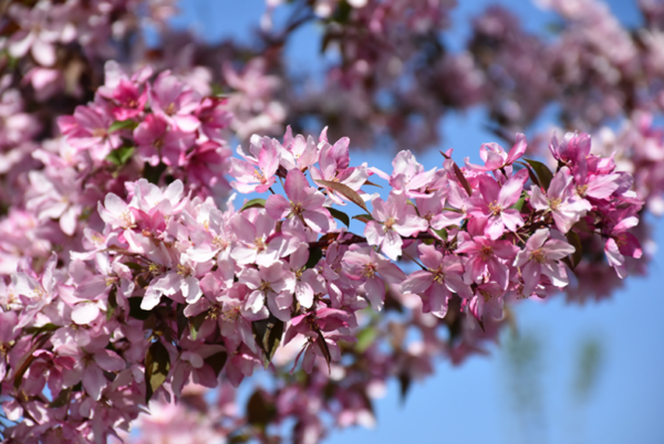 Purple Spire® Columnar Crabapple - Image 2