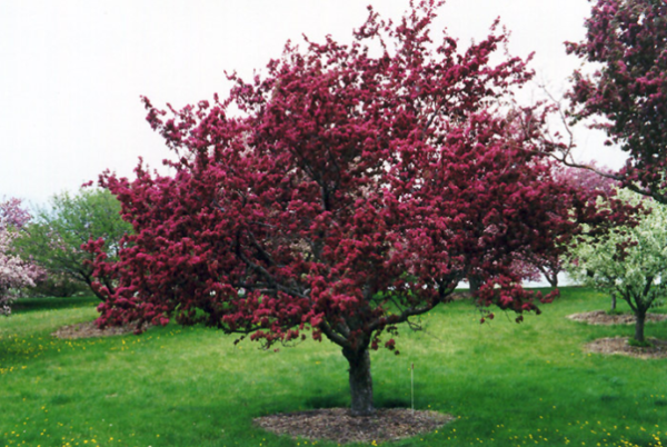 Profusion Flowering Crab