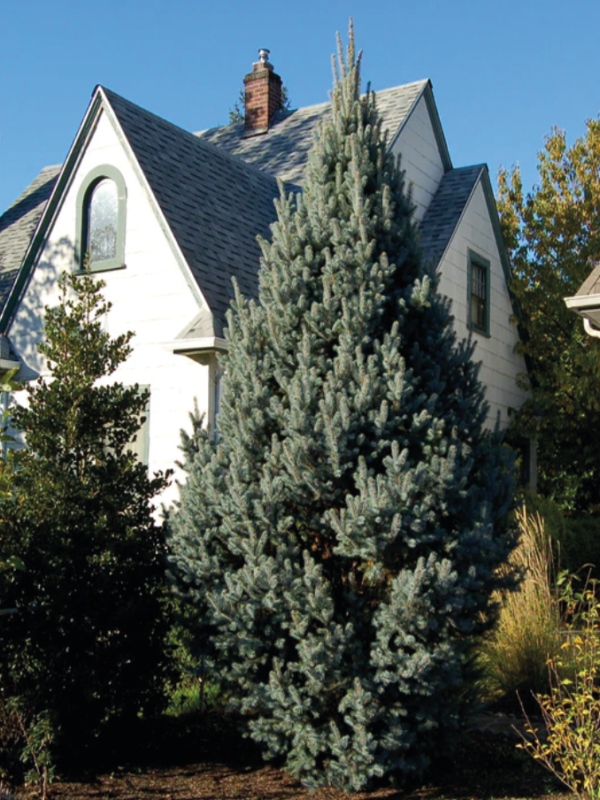 Columnar Blue Spruce