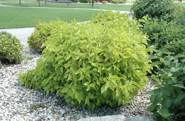 Prairie Fire Dogwood