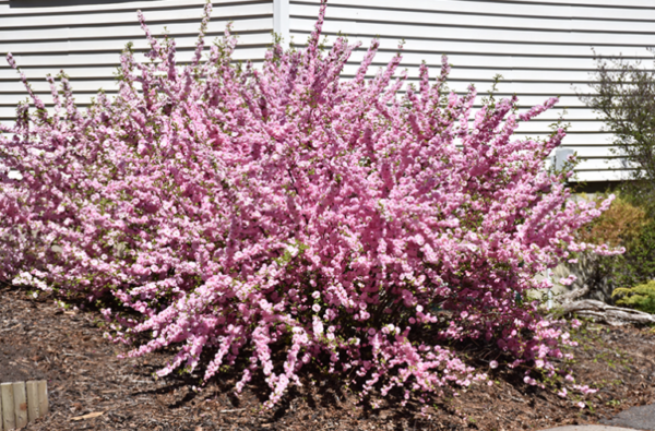 Double Flowering Plum