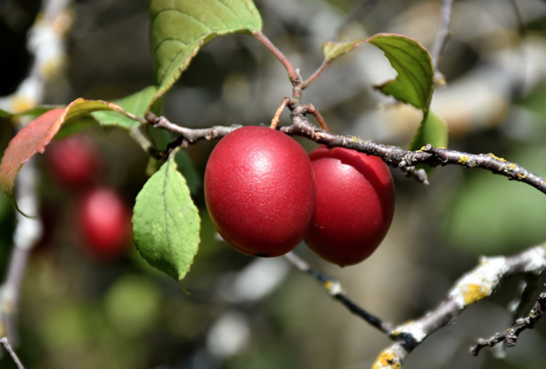 Brookred Plum