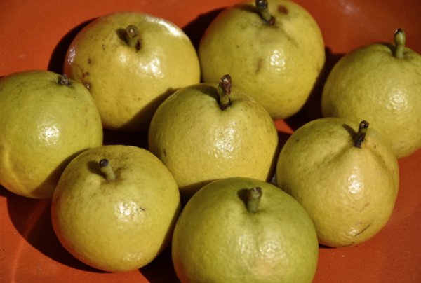 Golden Spice Pear