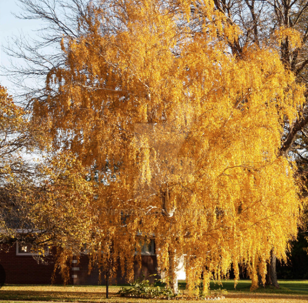 Golden Willow