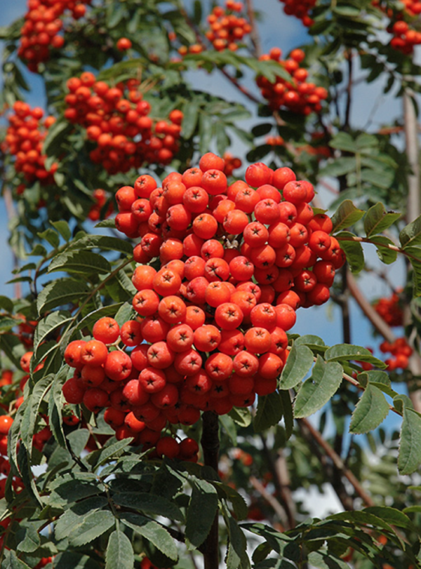 Russian Mountain Ash