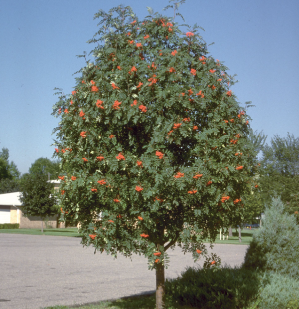 Showy Mountain Ash