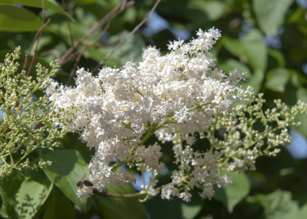 Signature Japanese Tree Lilac