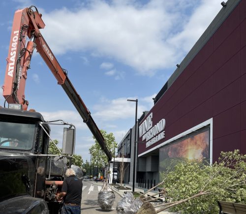 Tree Delivery